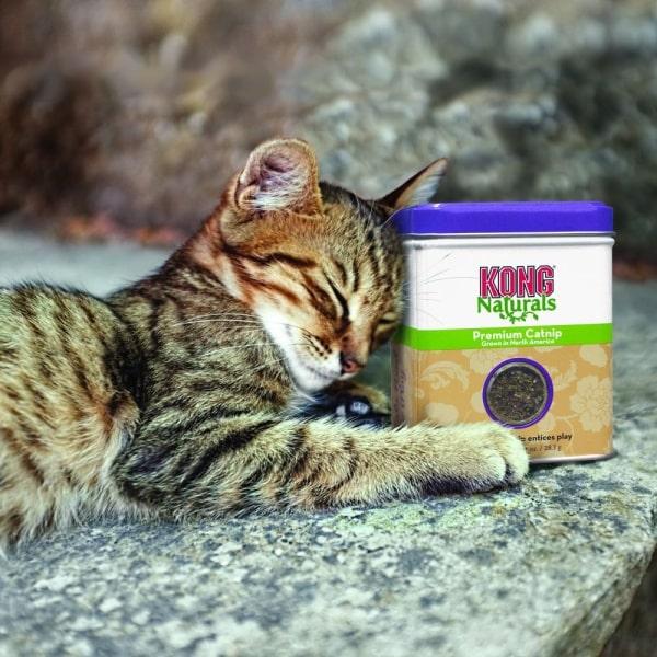 KONG Cat Catnip