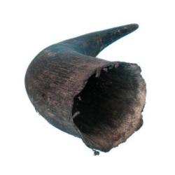 Buffalo Horn fra bøffel – Langvarig tyggesnack til hunde