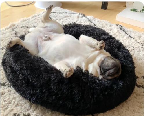 Luksusseng til din hund
