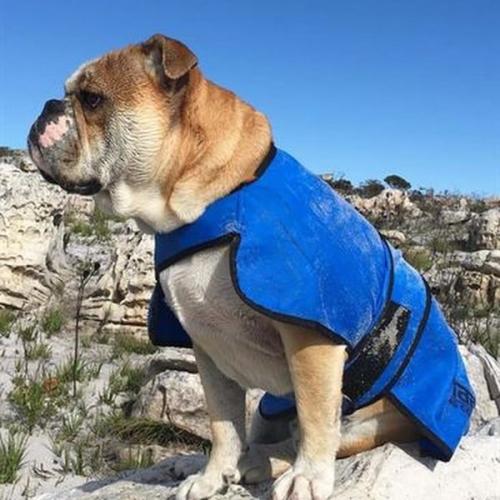 Engelsk bulldog iført Easidri køledækken, der holder den kølig på en varm dag