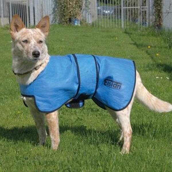 Easidri High Performance Køledækken MEDIUM i brug på en hund under en gåtur i varmt vejr.