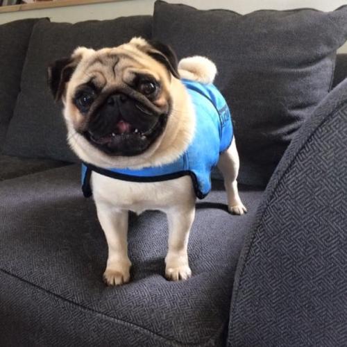 Mops med Easidri køledækken klar til en varm dag udendørs