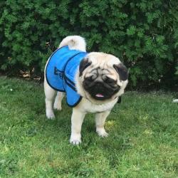 Mops iført Easidri køledækken på en solrig gåtur i parken