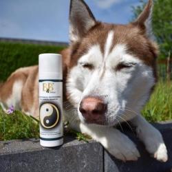 B&B Duo Carbon Shampoo – naturlig dybderens med aktivt kul til hunde