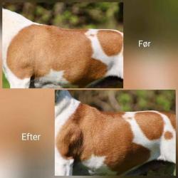 Smuk pels på hund efter brug af B&B’s Shake´n Shine