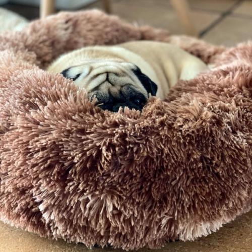 Blød og fluffy Donut Seng fra Petstar – perfekt til hunde