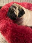 Elegant rød Donut Seng – antistress og komfort til din hund