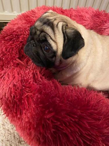 Elegant rød Donut Seng – antistress og komfort til din hund