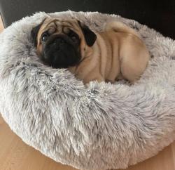 Trixie Harvey Hundeseng