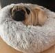 Trixie Harvey Hundeseng