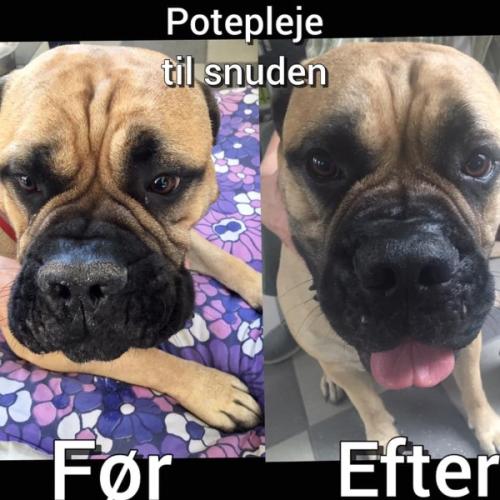 B&B Snudevoks Deluxe plejer og skåner hundesnuder
