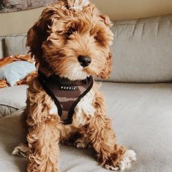 Ergonomisk hundesele – Skånsom for nakken og nem at tage på