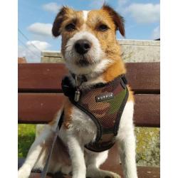 Puppia hundesele i 10 flotte farver – Stilfuldt design med funktionalitet i top