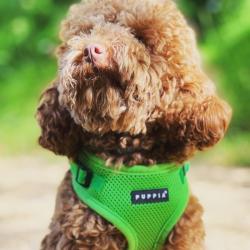 Puppia hundesele i camouflage – Stilfuldt design med funktionalitet i top