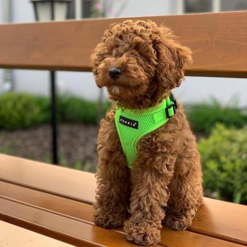 Ergonomisk hundesele – Skånsom for nakken og nem at tage på