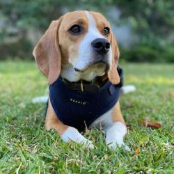 Ergonomisk hundesele – Skånsom for nakken og nem at tage på