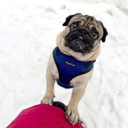 Puppia hundesele i kongeblå – Stilfuldt design med funktionalitet i top