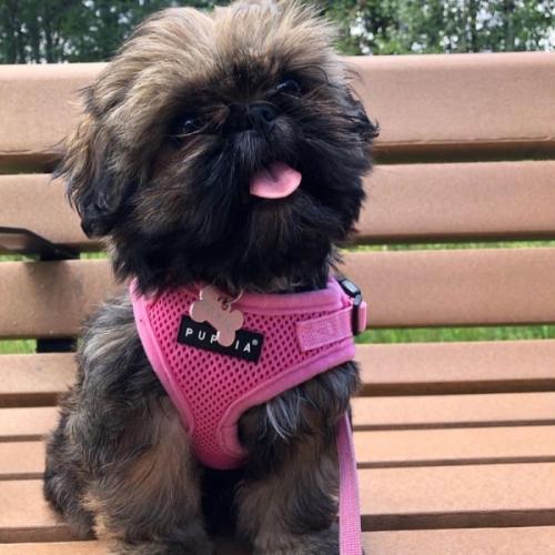 Puppia Justerbar Hundesele – Perfekt pasform og maksimal komfort