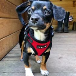 Puppia hundesele i 10 flotte farver – Stilfuldt design med funktionalitet i top
