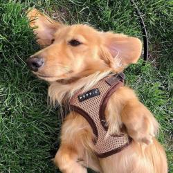 Ergonomisk hundesele – Skånsom for nakken og nem at tage på
