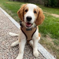 Puppia hundesele i 10 flotte farver – Stilfuldt design med funktionalitet i top