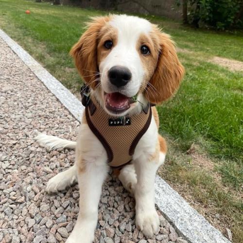 Puppia hundesele i 10 flotte farver – Stilfuldt design med funktionalitet i top