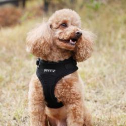 Ergonomisk hundesele – Skånsom for nakken og nem at tage på