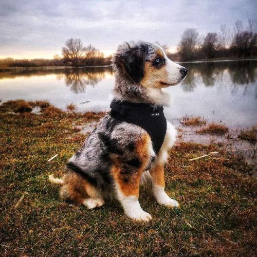 Puppia hundesele i 10 flotte farver – Stilfuldt design med funktionalitet i top