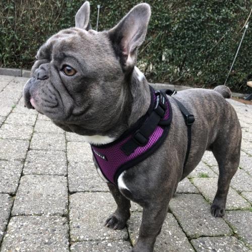 Ergonomisk hundesele – Skånsom for nakken og nem at tage på