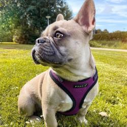 Puppia hundesele i 10 flotte farver – Stilfuldt design med funktionalitet i top