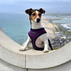Puppia hundesele i 17 farver – Stilfuldt og funktionelt design