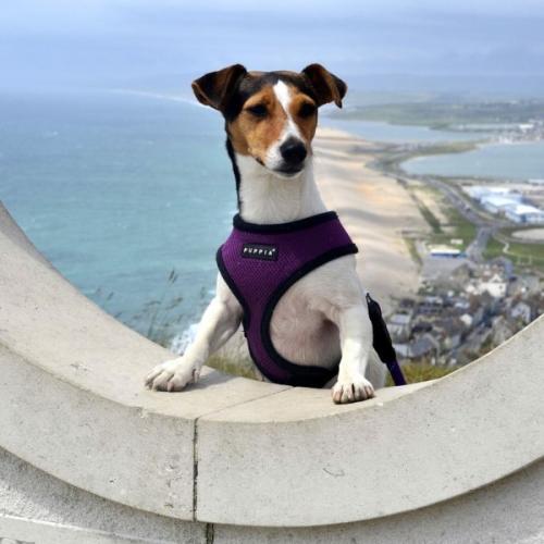 Puppia hundesele i 17 farver – Stilfuldt og funktionelt design