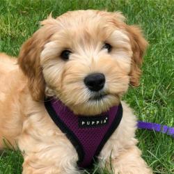 Puppia hundesele med fast hals og justerbar gjord – Komfortabel og skånsom for nakken.