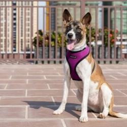 Hundesele med justerbar mavegjord – Sikrer en perfekt pasform