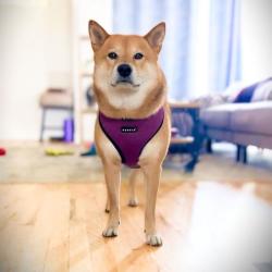 Let og åndbar hundesele – Perfekt til daglige gåture.