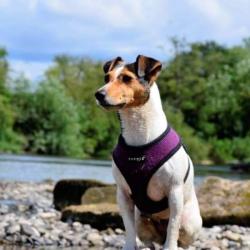 Blød hundesele med ergonomisk pasform – Giver maksimal komfort