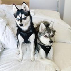 Fast hals hundesele – Nem at tage på uden besvær.