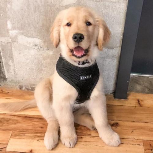 Puppia hundesele i 17 farver – Stilfuldt og funktionelt design