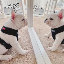 Puppia Soft Hundesele Sort – Justerbar om maven