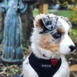Puppia hundesele med fast hals og justerbar gjord – Komfortabel og skånsom for nakken.