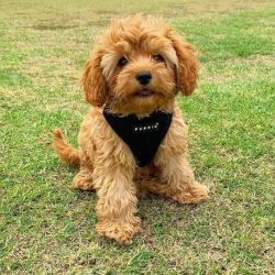 Puppia Soft Hundesele Sort – Justerbar om maven til alle str hunde