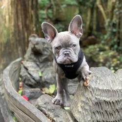Puppia Soft Hundesele Sort – Justerbar om maven til de bredbrystede racer