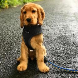 Puppia Soft Hundesele Sort – Justerbar om maven god til hvalpe