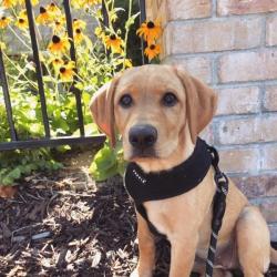 Til alle hundehvalpe Puppia Soft Hundesele Sort – Justerbar om maven