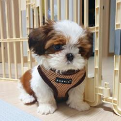 Puppia hundesele i 17 farver – Stilfuldt og funktionelt design