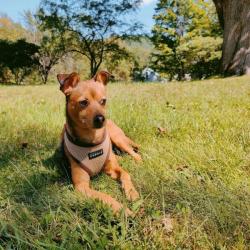 Blød hundesele med ergonomisk pasform – Giver maksimal komfort