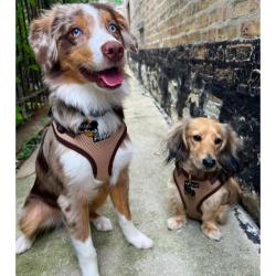 Fantastisk hundesele der passer fra hvalp til stor race
