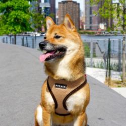 Hundesele der sidder godt på alle hunde