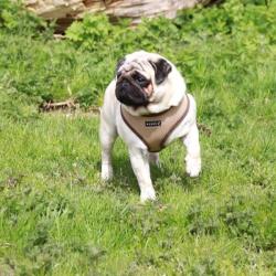 Puppia hundesele der passer brede racer som mops