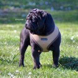 Puppia hundesele der passer brede racer som Fransk Bullddog og mops